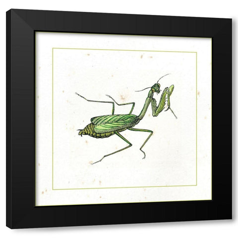 Green Mantis Black Modern Wood Framed Art Print with Double Matting by Vision Studio