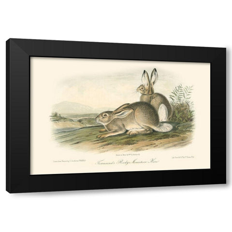 Rocky Mountain Hare Black Modern Wood Framed Art Print with Double Matting by Audubon, John James