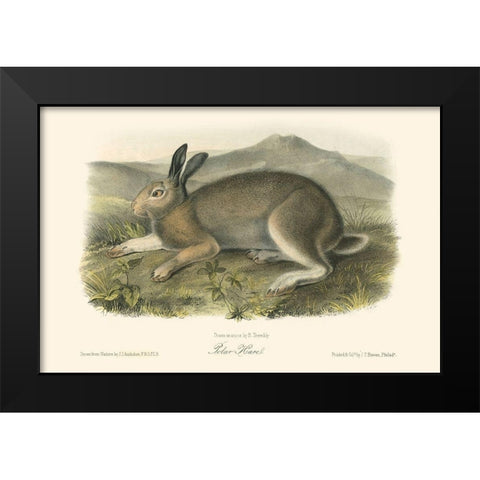 Polar Hare Black Modern Wood Framed Art Print by Audubon, John James