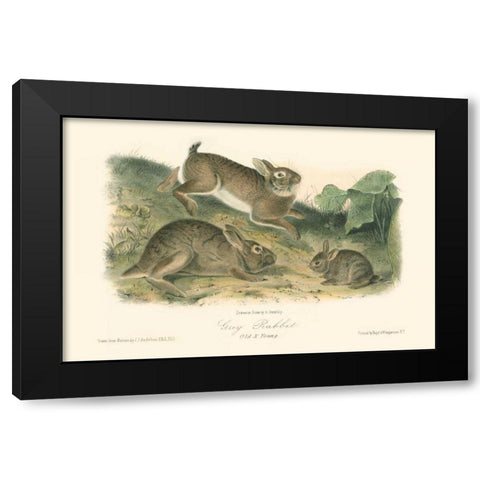 Grey Rabbit Black Modern Wood Framed Art Print by Audubon, John James