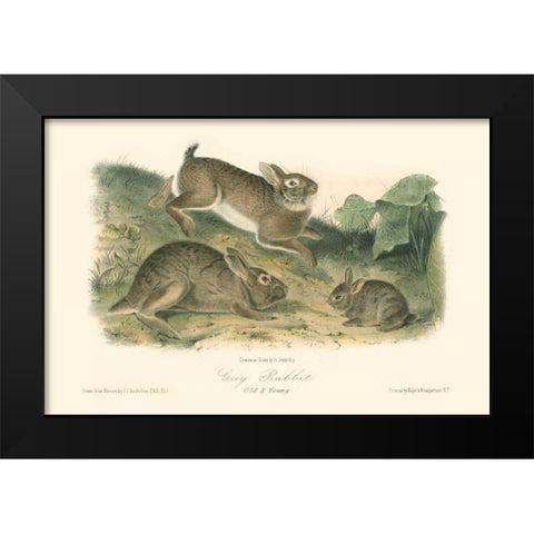 Grey Rabbit Black Modern Wood Framed Art Print by Audubon, John James