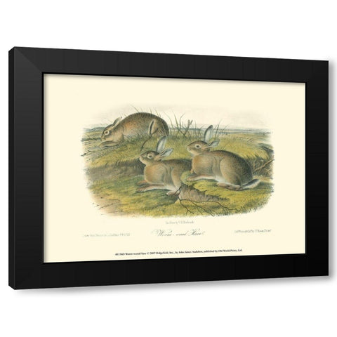 Worm-wood Hare Black Modern Wood Framed Art Print with Double Matting by Audubon, John James