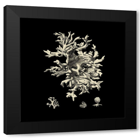 Small Black And Tan Coral III (P) Black Modern Wood Framed Art Print with Double Matting by Vision Studio