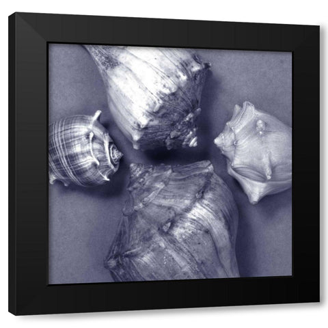 Shell Convergence IV Black Modern Wood Framed Art Print by Stramel, Renee W.