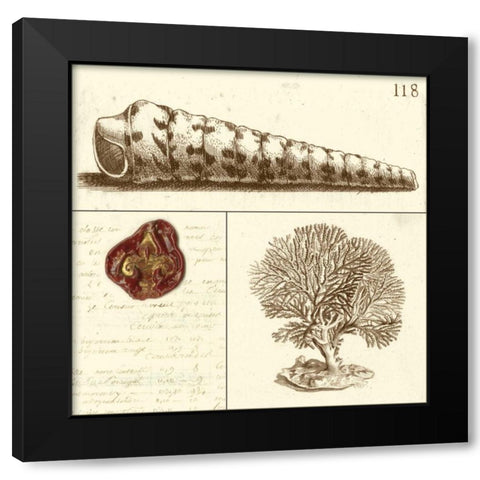 Shell Classification I Black Modern Wood Framed Art Print with Double Matting by Vision Studio