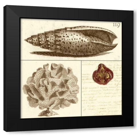 Shell Classification II Black Modern Wood Framed Art Print by Vision Studio