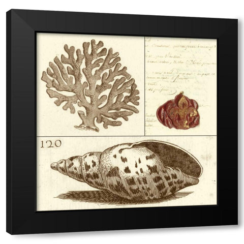Shell Classification III Black Modern Wood Framed Art Print with Double Matting by Vision Studio