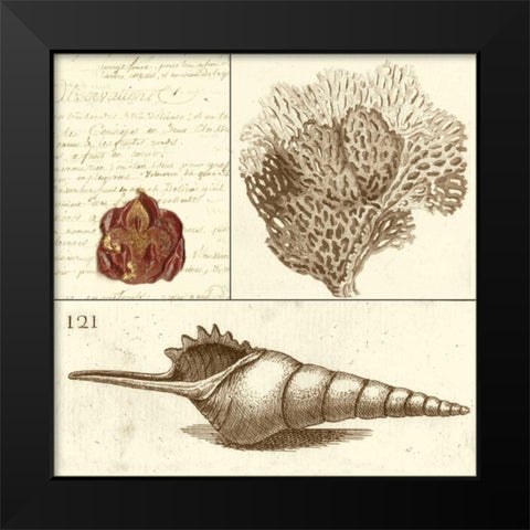 Shell Classification IV Black Modern Wood Framed Art Print by Vision Studio