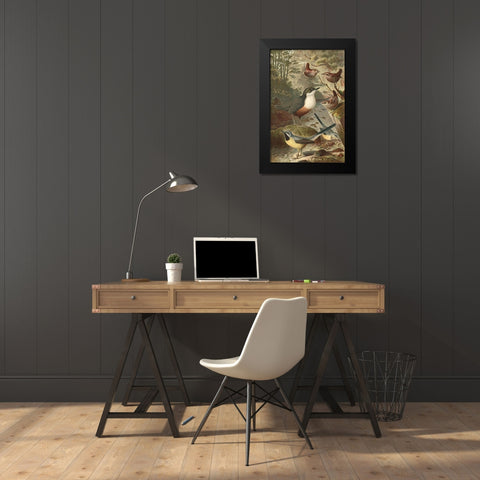 Wagtails and Wrens Black Modern Wood Framed Art Print by unknown