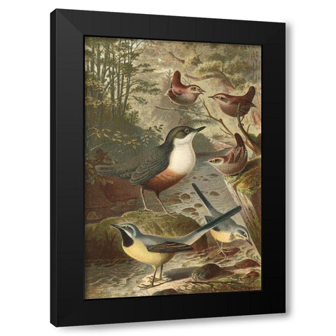 Wagtails and Wrens Black Modern Wood Framed Art Print with Double Matting by unknown