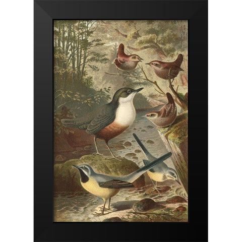 Wagtails and Wrens Black Modern Wood Framed Art Print by unknown