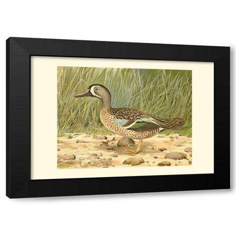 Blue-wing Teal Black Modern Wood Framed Art Print with Double Matting by Ridgeway