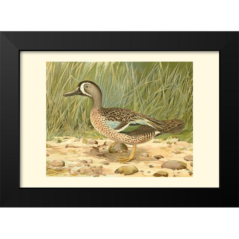 Blue-wing Teal Black Modern Wood Framed Art Print by Ridgeway