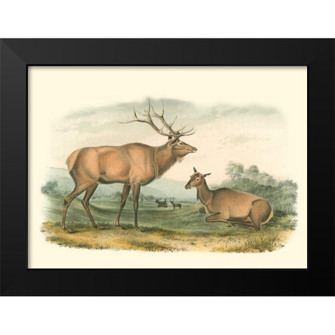 American Elk and Deer Black Modern Wood Framed Art Print by Audubon, John James