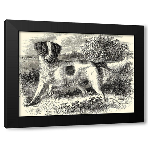 English Setter Black Modern Wood Framed Art Print with Double Matting by unknown