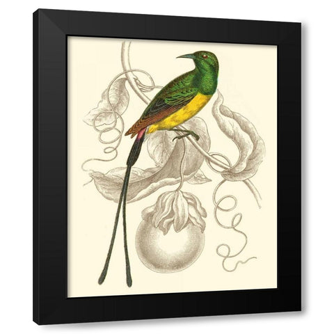 Jardine Hummingbird I Black Modern Wood Framed Art Print by Jardine, Sir William