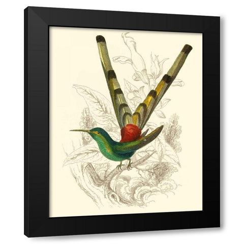 Jardine Hummingbird II Black Modern Wood Framed Art Print by Jardine, Sir William
