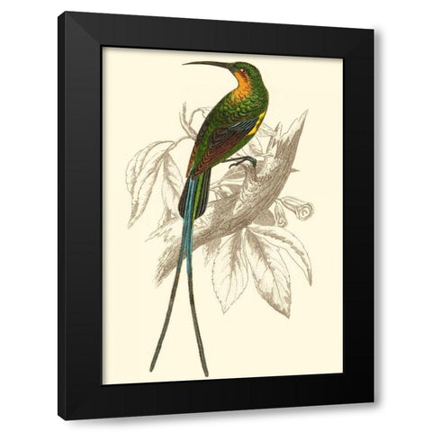 Jardine Hummingbird V Black Modern Wood Framed Art Print by Jardine, Sir William