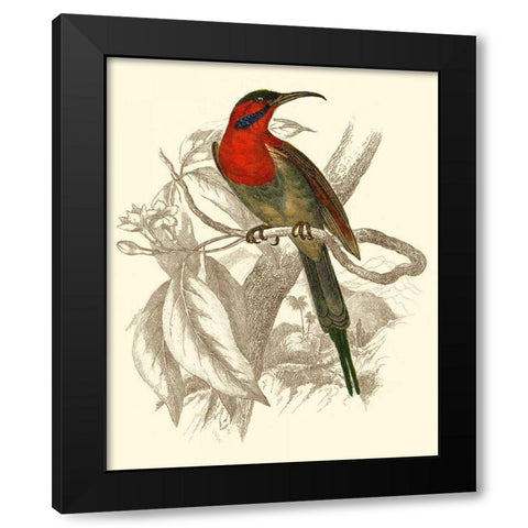 Jardine Hummingbird VI Black Modern Wood Framed Art Print by Jardine, Sir William