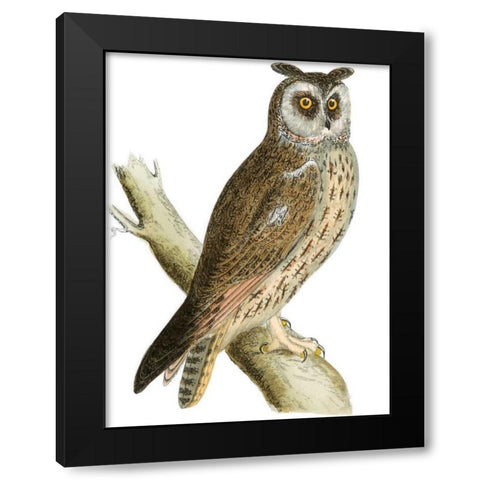 Morris Long Eared Owl Black Modern Wood Framed Art Print with Double Matting by Morris