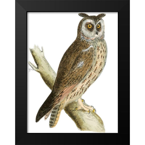 Morris Long Eared Owl Black Modern Wood Framed Art Print by Morris