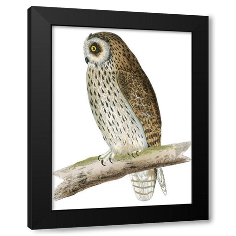 Morris Short Eared Owl Black Modern Wood Framed Art Print by Morris