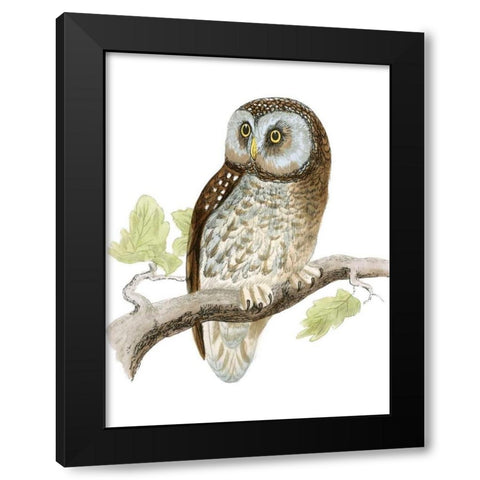 Morris Tengmalms Owl Black Modern Wood Framed Art Print with Double Matting by Morris