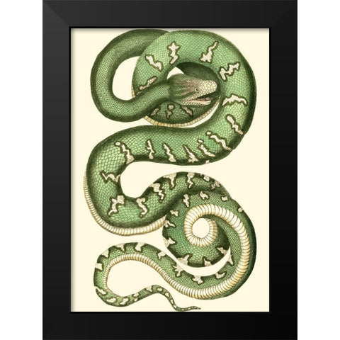 Vibrant Snake I Black Modern Wood Framed Art Print by Nodder, Frederick P.