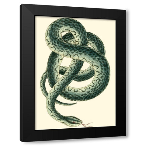 Vibrant Snake III Black Modern Wood Framed Art Print by Nodder, Frederick P.