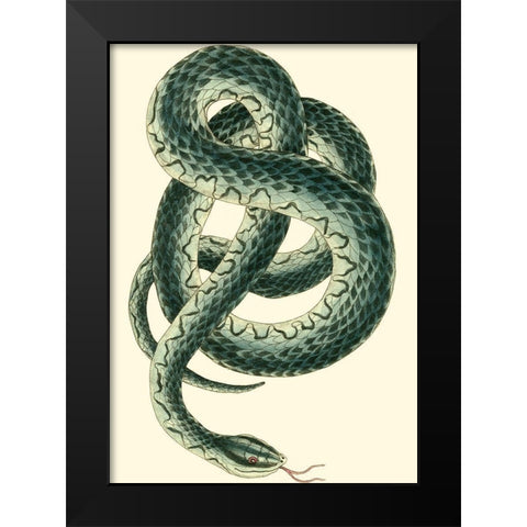 Vibrant Snake III Black Modern Wood Framed Art Print by Nodder, Frederick P.
