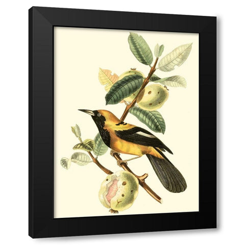 Cuvier Exotic Birds II Black Modern Wood Framed Art Print with Double Matting by Cuvier, Georges