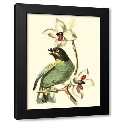 Cuvier Exotic Birds III Black Modern Wood Framed Art Print with Double Matting by Cuvier, Georges