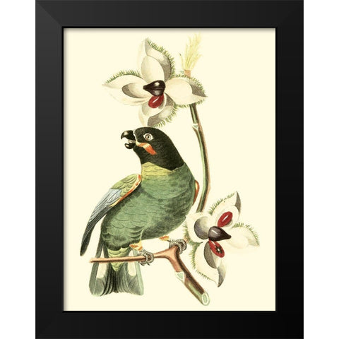 Cuvier Exotic Birds III Black Modern Wood Framed Art Print by Cuvier, Georges