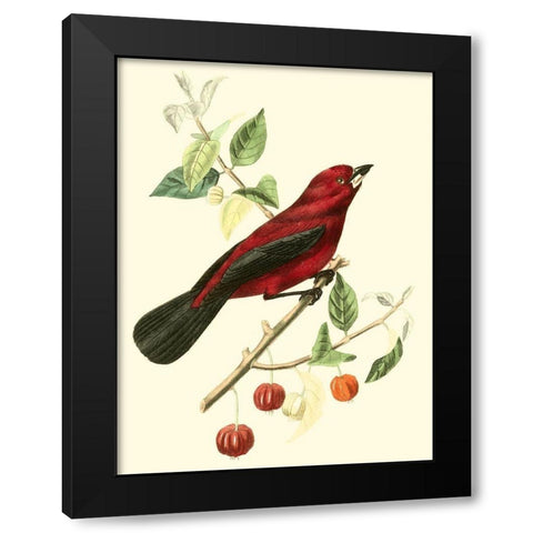 Cuvier Exotic Birds V Black Modern Wood Framed Art Print with Double Matting by Cuvier, Georges