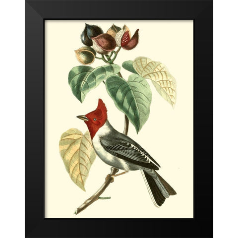 Cuvier Exotic Birds VI Black Modern Wood Framed Art Print by Cuvier, Georges