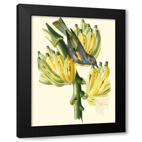 Cuvier Exotic Birds VII Black Modern Wood Framed Art Print by Cuvier, Georges