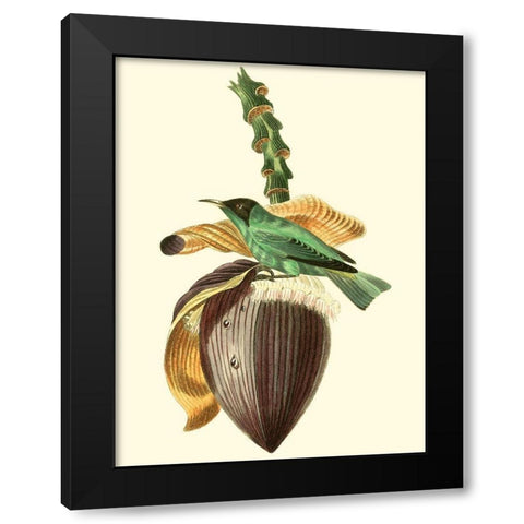 Cuvier Exotic Birds VIII Black Modern Wood Framed Art Print with Double Matting by Cuvier, Georges