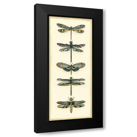 Small Dragonfly Collector II Black Modern Wood Framed Art Print with Double Matting by Zarris, Chariklia