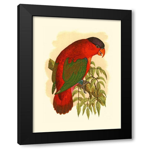 Purple-Capped Lory Black Modern Wood Framed Art Print with Double Matting by Unknown