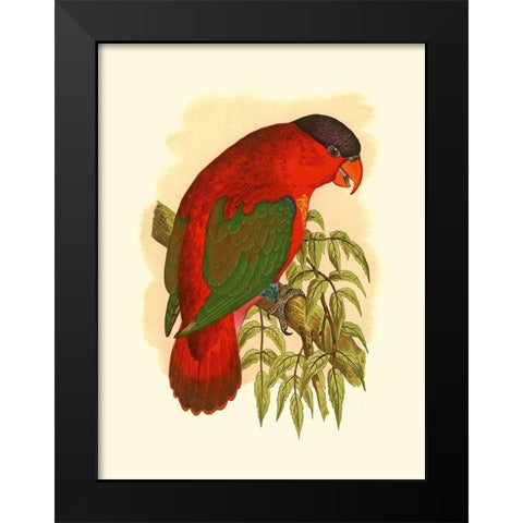 Purple-Capped Lory Black Modern Wood Framed Art Print by Unknown