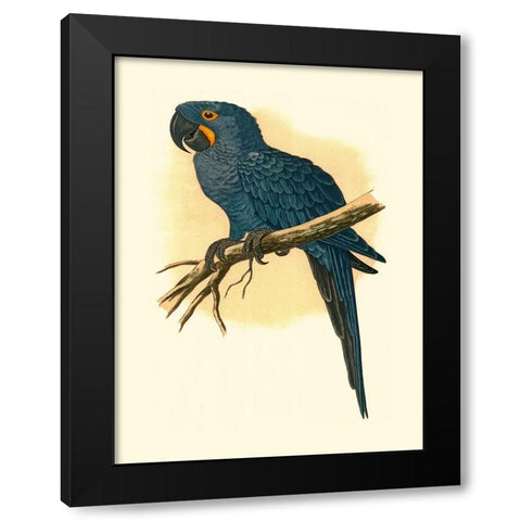 Hyacinthine Macaw Black Modern Wood Framed Art Print by Unknown