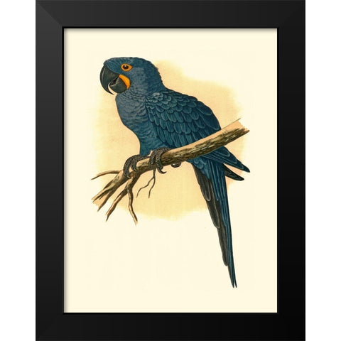 Hyacinthine Macaw Black Modern Wood Framed Art Print by Unknown