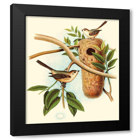 Feathering Nest I Black Modern Wood Framed Art Print with Double Matting by Unknown