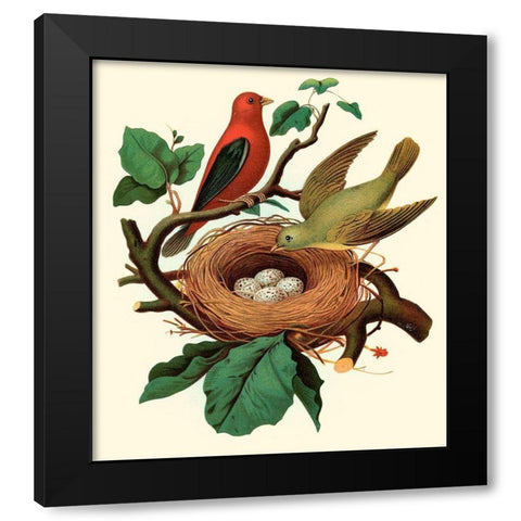 Feathering Nest II Black Modern Wood Framed Art Print with Double Matting by Unknown