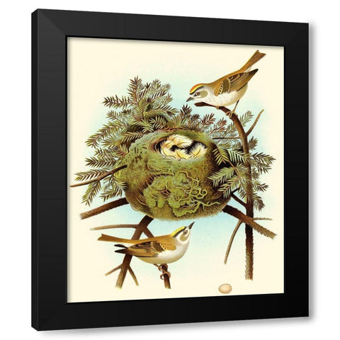 Feathering Nest III Black Modern Wood Framed Art Print with Double Matting by Unknown