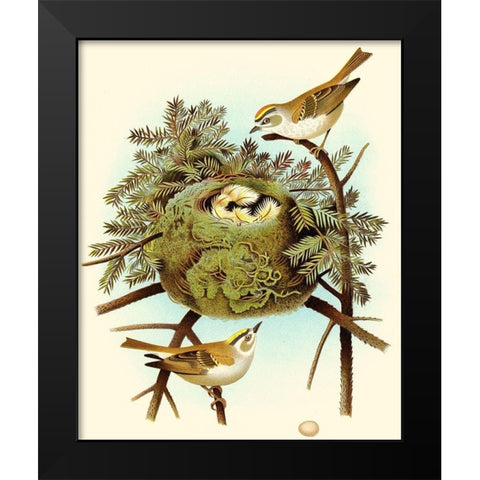 Feathering Nest III Black Modern Wood Framed Art Print by Unknown