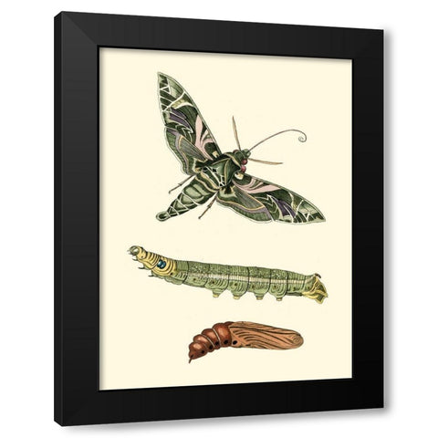 Butterfly Transformation I Black Modern Wood Framed Art Print by Unknown