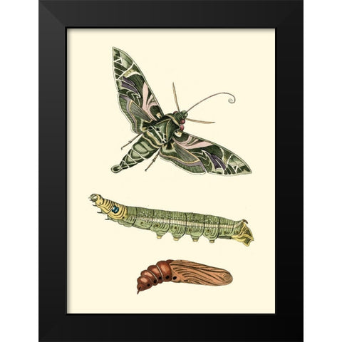 Butterfly Transformation I Black Modern Wood Framed Art Print by Unknown