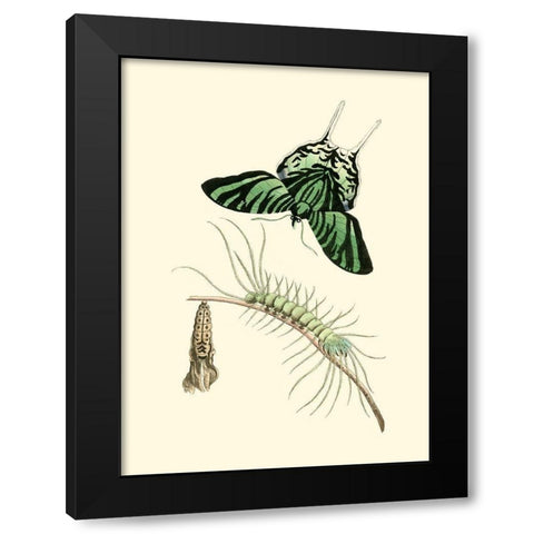 Butterfly Transformation II Black Modern Wood Framed Art Print by Unknown