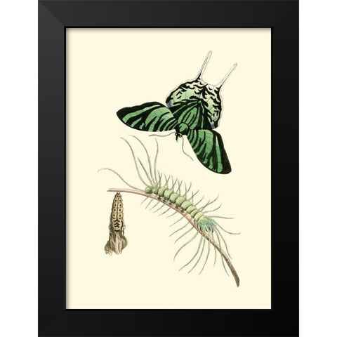 Butterfly Transformation II Black Modern Wood Framed Art Print by Unknown